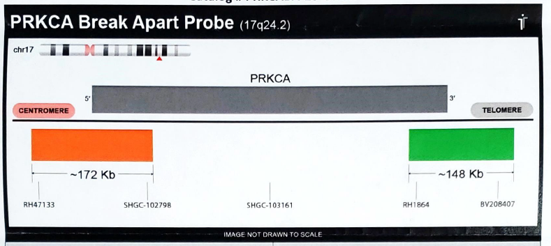 PRKCA break apart probe